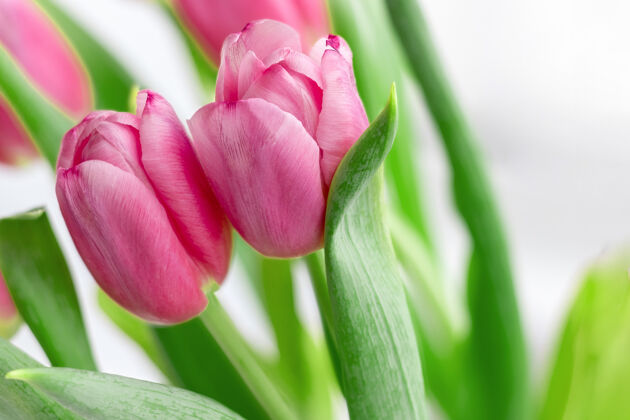 光明两朵美丽的粉红色郁金香映衬着模糊的绿茎和花的背景叶子花束作为礼物送给假日选择性集中春天礼物模糊