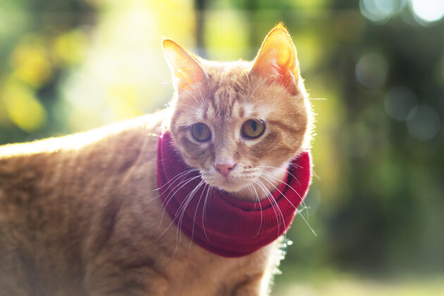 外面肖像 特写一只戴着围巾的姜黄色猫 在森林的阳光下背景.户外还有外面眼睛太阳草