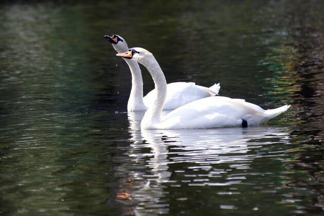 白两只白天鹅在池塘里游泳池塘游泳动物
