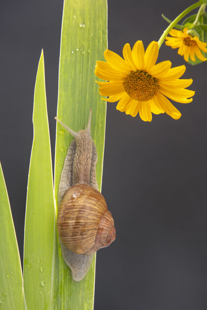 蜗牛葡萄蜗牛在绿色的土地上爬行叶软体动物以及无脊椎动物肉和美食链接野生软体动物