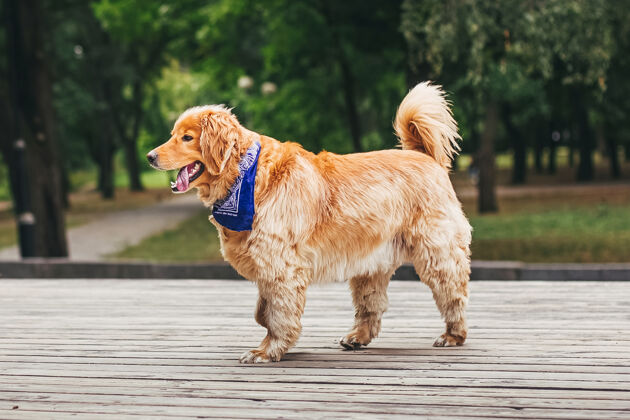 家养一只美丽的金毛猎犬的画像狗公园拉布拉多