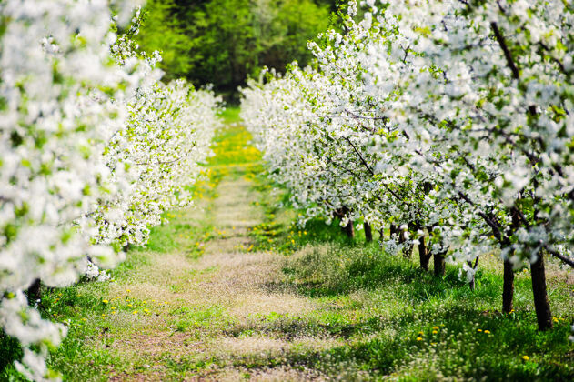 乡村一排排美丽的樱花树在绿色的草坪上春天花蕾公园