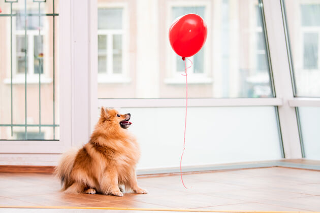 红色一个毛茸茸的小波美拉尼亚人在家里看着一个心形的气球 这是情人节的象征天使狗温柔