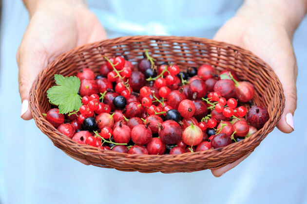 红色夏天在柳条上收获的美味的浆果篮子.in手上的篮子里有鲜亮的汁液浆果排毒冰沙的原料篮子绿色叶子