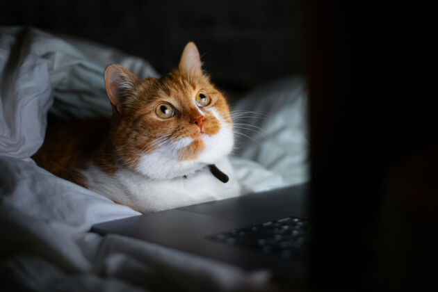 漂亮家里黑暗的房间里 红白猫躺在床上 手提电脑的画像电脑肖像品种