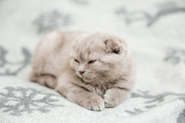 斑猫可爱的小灰小猫苏格兰的折叠 睡在灰色的床上哺乳动物猫胡须