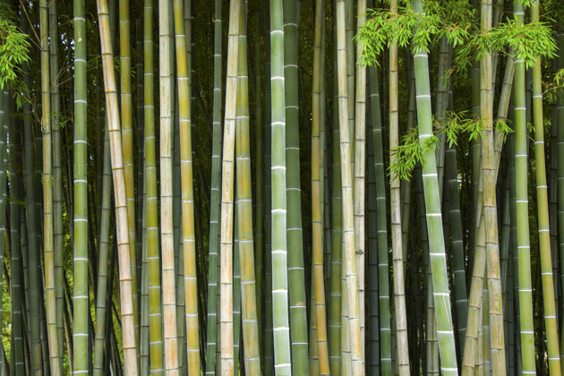 地方墙纸和大自然 第比利斯植物园的巴穆克树生长木材日本