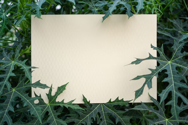 空白用空白白纸框上留乌头装饰叶子卡片
