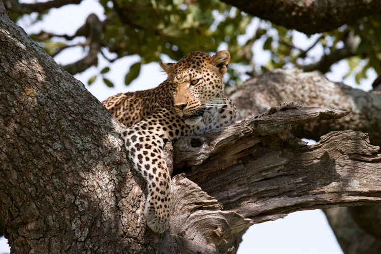 大自然豹子躺在树上树.国家肯尼亚坦桑尼亚公园马赛先生塞伦盖蒂.!自然 非洲 狩猎 豹子 猎人 大草原 野生动物 捕食者 国家公园 哺乳动物 大猫 野生自然 塞伦盖蒂 照片之旅 斑点猫