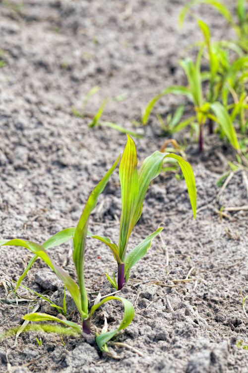谷物春夏时节 一排排绿油油的玉米发芽了玉米乡村生产