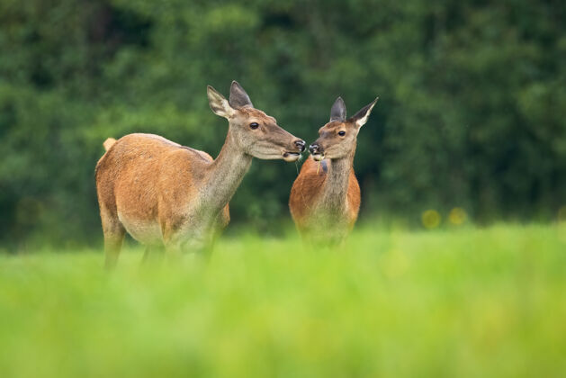 鹿一对马鹿在草地上吃东西时用鼻子碰了碰草夏天吃吧