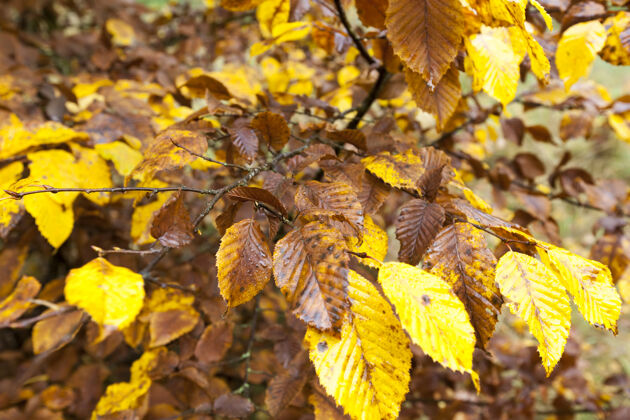 落叶落叶树在秋天的季节落叶落叶床单多叶