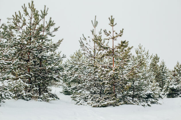 树冬天森林里的树被雪覆盖了雪森林风景
