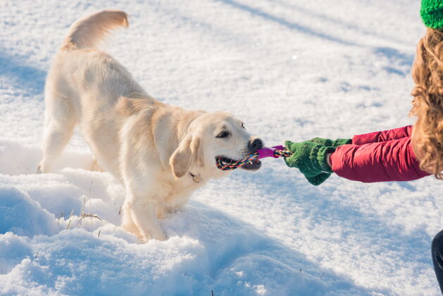 雪女人和她的金色猎犬在雪中玩耍拉布拉多金色狗