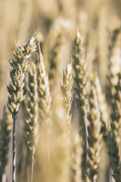 种子田间小麦幼穗柔嫩 前方小穗有选择性软聚焦黄金谷物食物