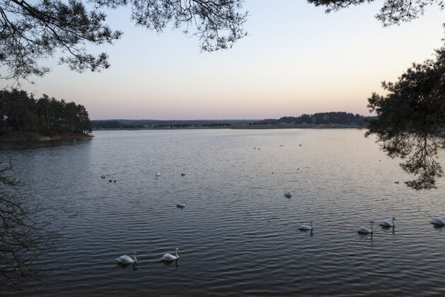 美丽特写住在城市附近的湖上的白天鹅搜索喙鸟