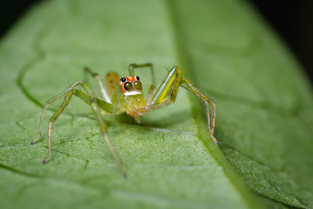 蜘蛛绿色跳跃的蜘蛛伪装着树叶可爱宏观摄影自然