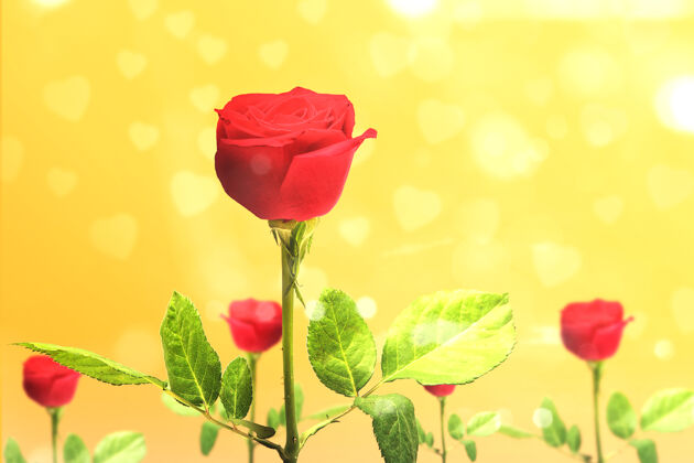 柔软红玫瑰在黄色的树上墙情人节礼物天哪叶新鲜花