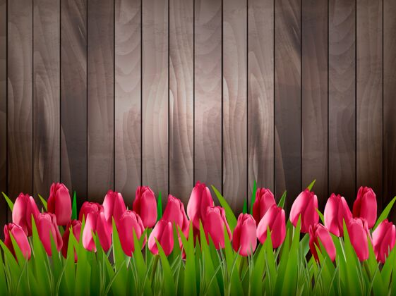 绿色自然之春背景 木制标牌上有红色郁金香自然花问候