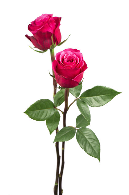 单一孤立的粉红色玫瑰花在白色背景上红色开花浪漫
