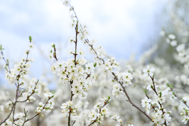 灌木李子在大自然的早春开白花无人地场景