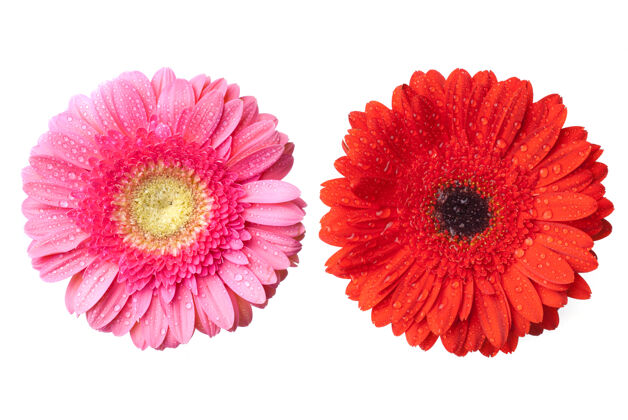 开花红色和粉红色的雏菊非洲菊头与水滴隔离在白色泡花束花