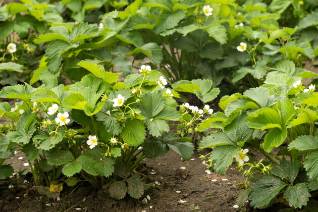 收获草莓植物野生健康农业