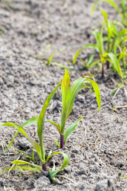 谷物春夏时节 一排排绿油油的玉米发芽了玉米乡村生产