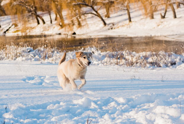 敏捷冬天的白色猎犬自然白色金毛猎犬雪阳光冬天狗有趣漂亮