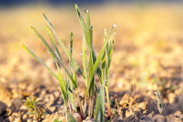 阳光冬小麦覆盖着冰晶和霜冻草本露水乡村