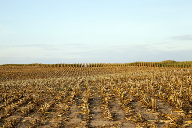 燃料丰收后粗割的玉米秸秆残茬农场果穗植物