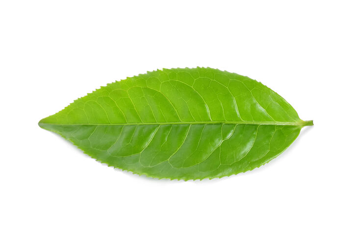 自然白上隔离绿茶叶健康白色叶子