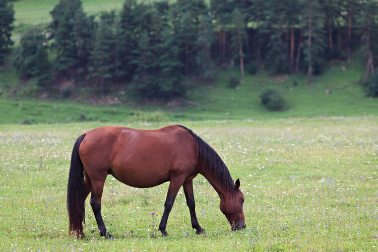 草甸森林里的高山牧场供马吃自然山夏天