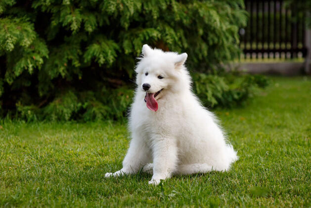 动物坐在绿色草坪上的萨莫耶德哈士奇的白色小狗哈士奇健康同伴