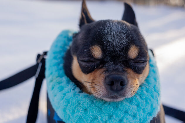 户外吉娃娃狗在一个袋子里冬天吉娃娃放在狗的提包里冬天冬天概念服装品种动物