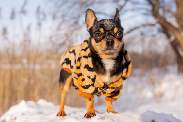 雪寒风中的小狗夹克冬天吉娃娃穿着冬天的衣服在雪上漂亮夹克户外
