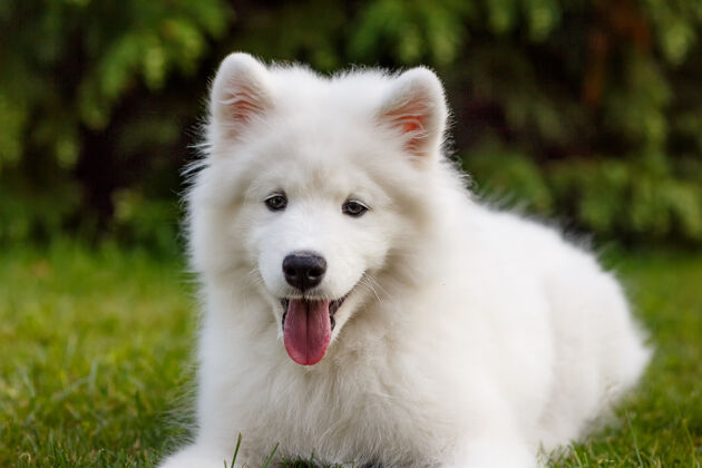 花园白色小狗萨莫耶德哈斯基躺在院子里的绿色草坪上表达背带犬