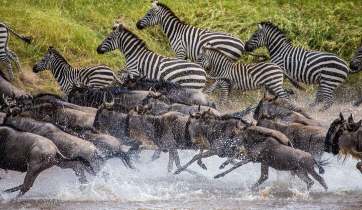 动物牛羚和斑马正跑过一条小河稀树草原保护自然交叉