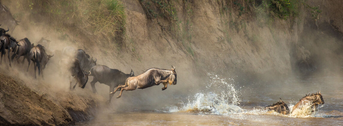 哺乳动物角马正在跳进马拉河河太好了迁移羚羊动物野生动物