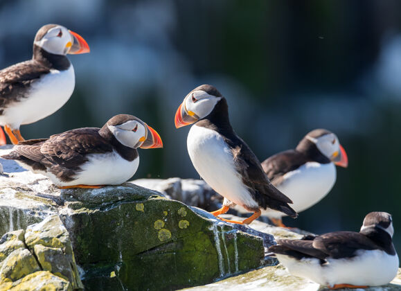 北海一群大西洋海雀站在英国诺森伯兰法恩群岛的悬崖上野生鸟类英格兰观鸟