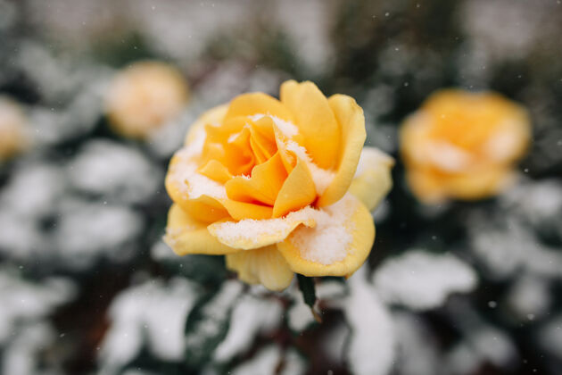 季节冬天的公园里 黄色的玫瑰丛被雪覆盖着野生下雪盖
