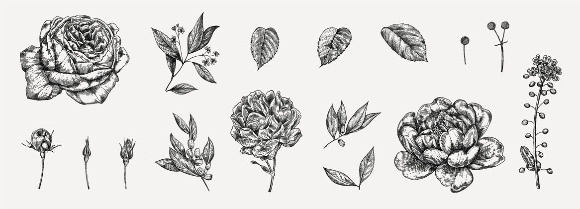植物花套高度详细的手绘玫瑰玫瑰花瓣集