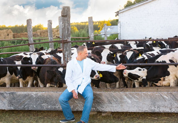兽医积极的人在农场奶牛自然农业人