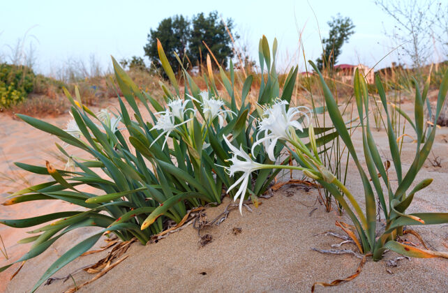 季节沙滩上的白色睡莲（特写）花风景花