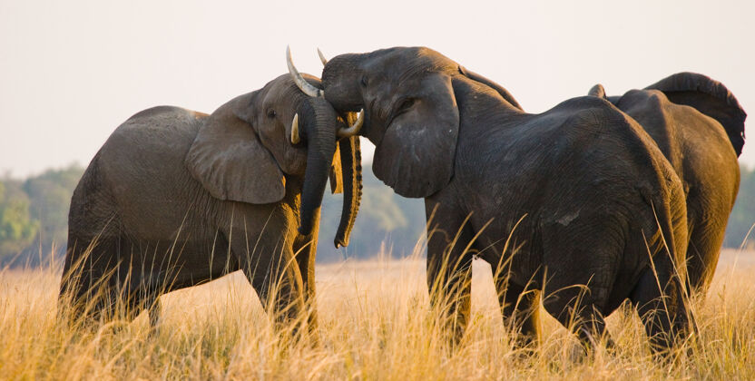 动物两只大象在玩野生大自然非洲象野生动物