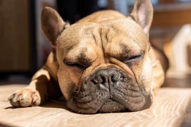 服从睡觉的可爱的棕色法国斗牛犬躺在地板上的爪子狗朋友爱