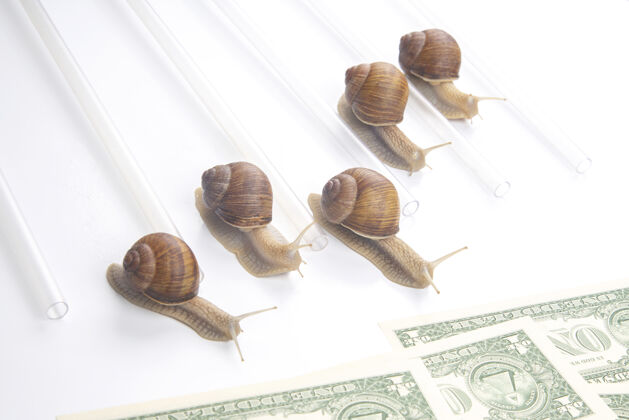 粘蜗牛带着它们跑到终点金钱突破在事业上有毅力速度鼻涕虫跑步