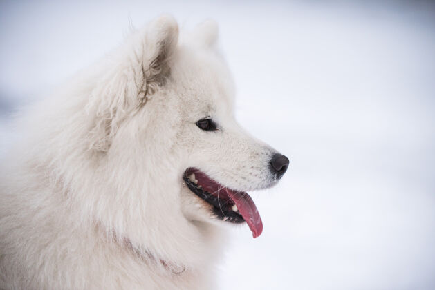 狗萨莫耶德白狗特写是雪景皮毛萨摩耶活跃