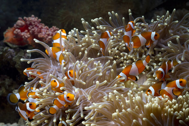 水生可爱的海葵鱼在珊瑚礁上嬉戏 美丽的彩色小丑鱼在珊瑚礁上嬉戏海群水