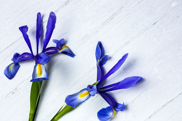 植物学一束蓝色百合花日耳曼语虹膜扁平躺下蓝色优雅花卉